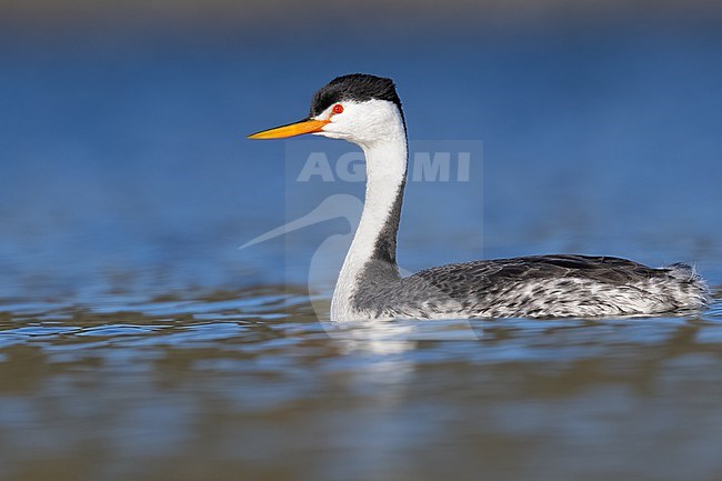 Clark's Grebe (Aechmophorus clarkii) swimming in a lake in North-America. stock-image by Agami/Dubi Shapiro,