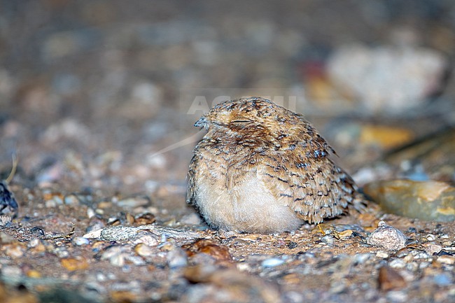 Fledgling Golden Nightjar (Caprimulgus eximius) during the breeding season near the nest in Western Sahara south of Dakhla. stock-image by Agami/David Monticelli,