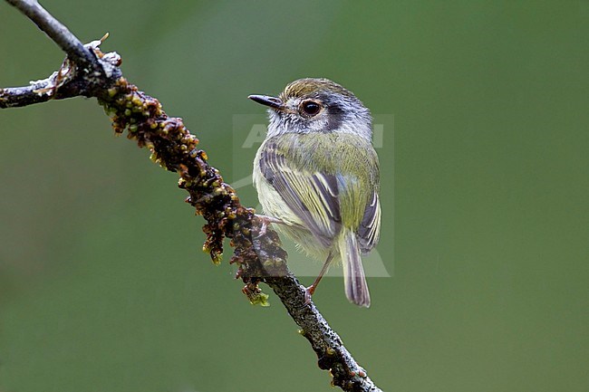 Oorvlekdwergtiran, Eared pygmy Tyrant, Myiornis auricularis stock-image by Agami/Dubi Shapiro,