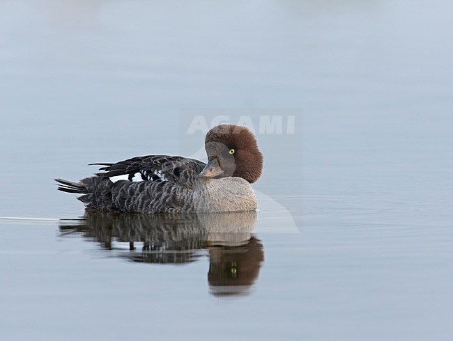 Vrouwtje IJslandse Brilduiker, Female Barrow's Goldeneye stock-image by Agami/Markus Varesvuo,
