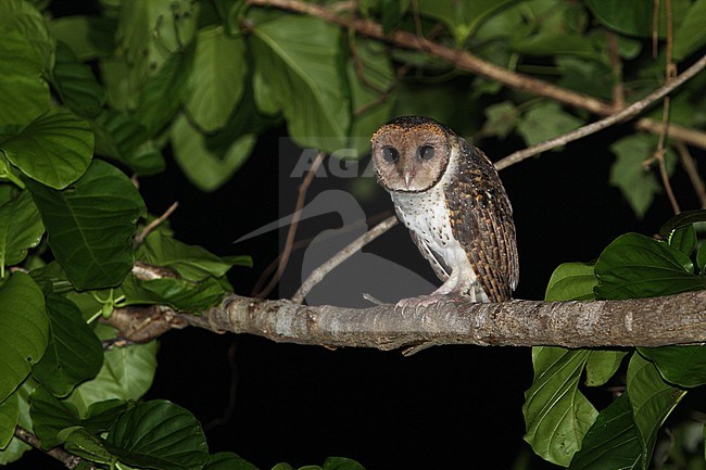 Lesser Masked-owl (Tyto sororcula) Tanimbar, Indonesia stock-image by Agami/James Eaton,