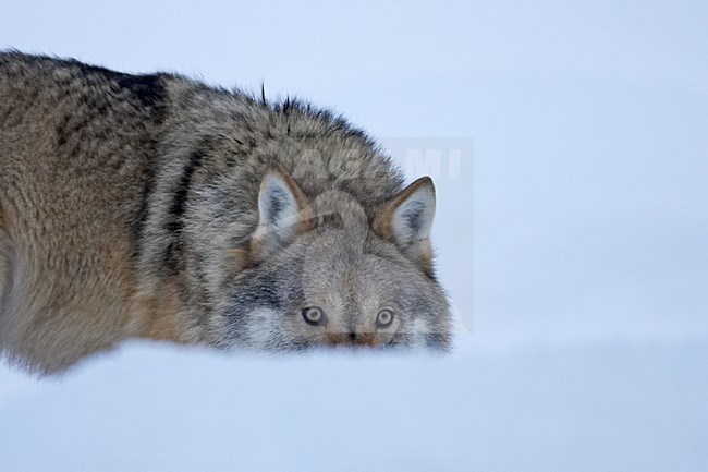 Wolf in de winter; Grey Wolf in the winter stock-image by Agami/Jari Peltomäki,