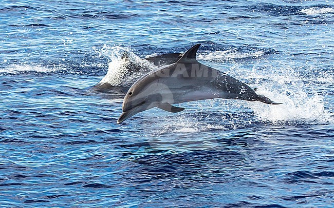 Bottlenose Dolphin jumping beside our boat off Graciosa, Azores. August 2012. stock-image by Agami/Vincent Legrand,