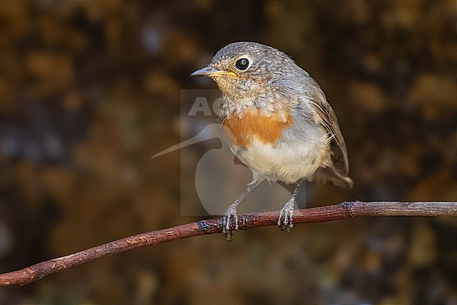 Juvenile moulting to first-winter Gran Canaria Robin (Erithacus rubecula marionae) sitting on a stream in Inagua area in Gran Canaria, Canary Islands, Spain. stock-image by Agami/Vincent Legrand,