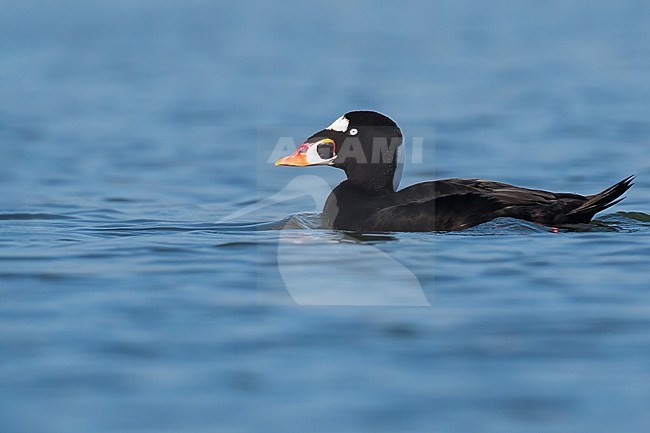Surf Scoter (Melanitta perspicillata) adult male stock-image by Agami/Dubi Shapiro,