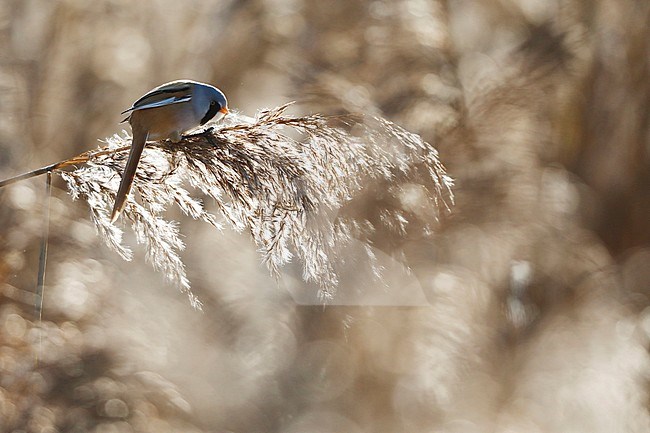 Bearded Tit (Panurus biarmicus) male foraging on reed plumes with backlight. stock-image by Agami/Chris van Rijswijk,