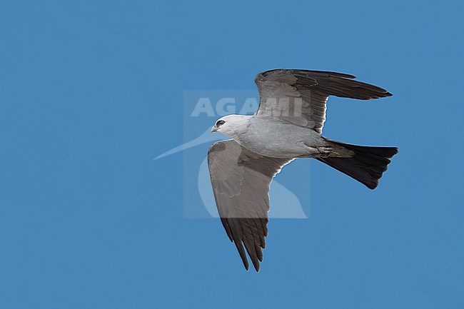 Adult
Prowers Co., CO
June 2023 stock-image by Agami/Brian E Small,