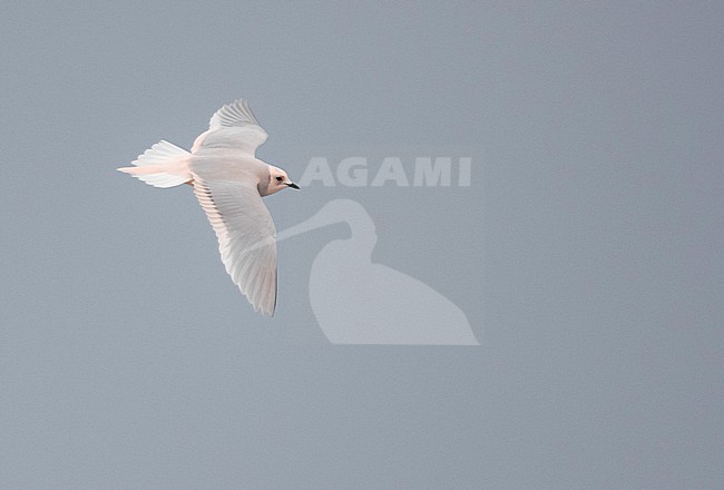 Nonbreeding adult Ross's Gul (Rhodostethia rosea) in flight in the sky above the coast of Hokkaido in Japan. stock-image by Agami/Yann Muzika,