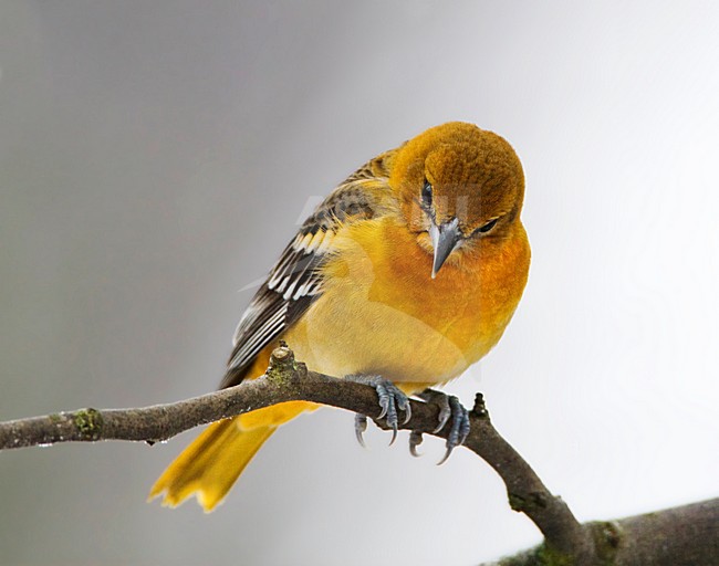 Verdwaalde Noordelijke Troepiaal in Ouddorp; Vagrant Baltimore Oriole in the Netherlands stock-image by Agami/Marc Guyt,