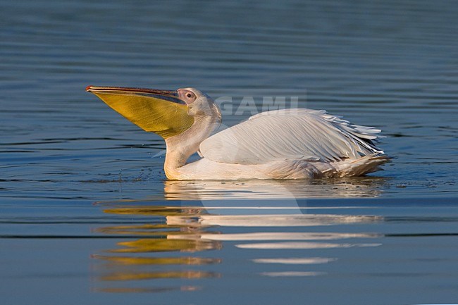 Zwemmende volwassen Roze Pelikaan; Swimming adult Great White Pelican stock-image by Agami/Daniele Occhiato,