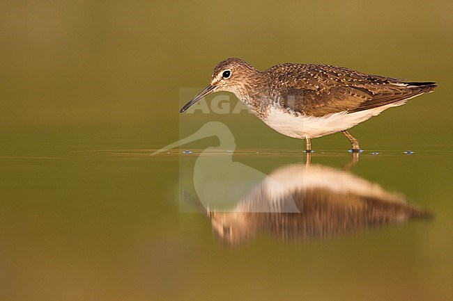 Green Sandpiper - Waldwasserläufer - Tringa ochrupos, Germany, adult, worn breeding plumage stock-image by Agami/Ralph Martin,