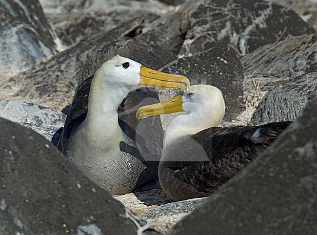 Waved Albatross displaying; GalÃ¡pagosalbatros baltsend stock-image by Agami/Roy de Haas,