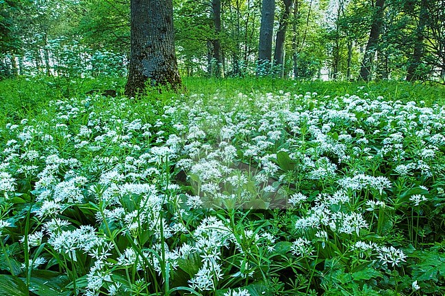 Wild Garlic, Allium ursinum stock-image by Agami/Wil Leurs,