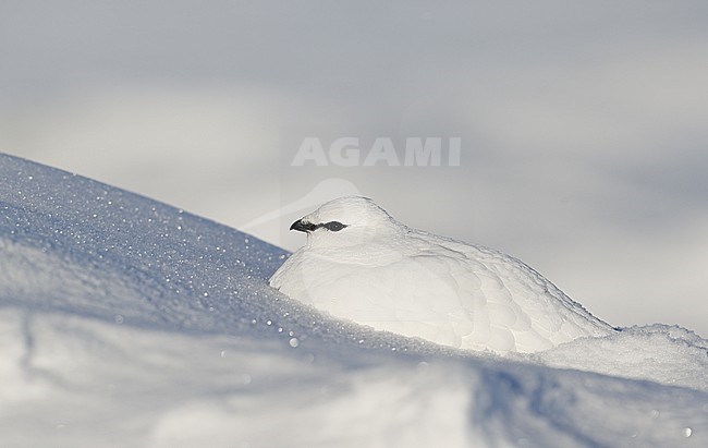 Ptarmigan (Lagopus mutus) wintering in arctic conditions in arctic Finland. stock-image by Agami/Markus Varesvuo,