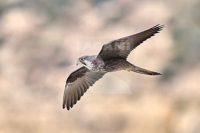 Eleonora's Falcon (Falco eleonorae) pale morph in flight against a clean natural background, Cyprus stock-image by Agami/Tomas Grim,