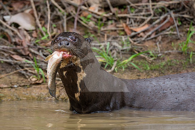 An Giant otter, Pteronura brasiliensis, feeding on a fish. Mato Grosso Do Sul State, Brazil. stock-image by Agami/Sergio Pitamitz,
