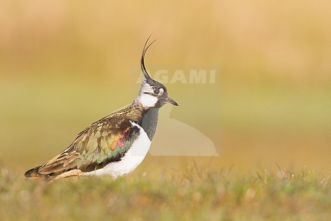 Northern Lapwing (Vanellus vanellus) in the Netherlands. Standing in a meadow during early morning. stock-image by Agami/Menno van Duijn,