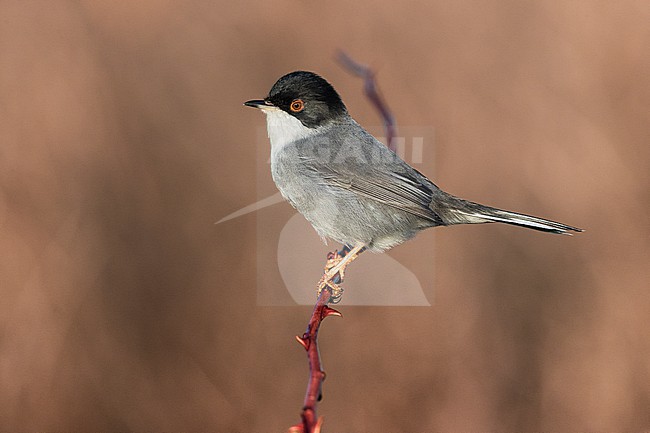 Male Sardinian Warbler (Sylvia melanocephala) in Italy. stock-image by Agami/Daniele Occhiato,