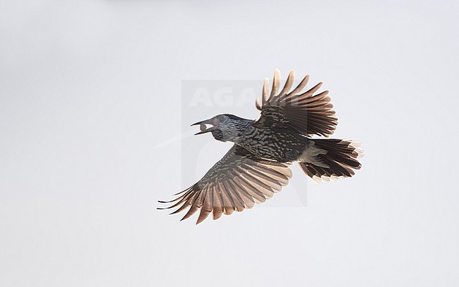 European Spotted Nutcracker (Nucifraga caryocatactes caryocatactes) in flight with a hazelnut in the beak at Vestsjælland, Denmark stock-image by Agami/Helge Sorensen,
