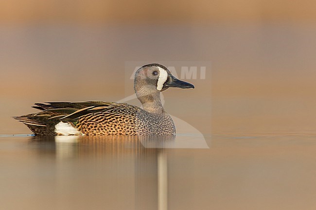 Blue-winged Teal (Anas discors) swimming in a pond in Manitoba, Canada. stock-image by Agami/Glenn Bartley,
