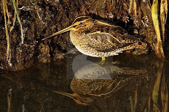 Watersnip in slootkant; Common Snipe in side of ditch stock-image by Agami/Hans Gebuis,