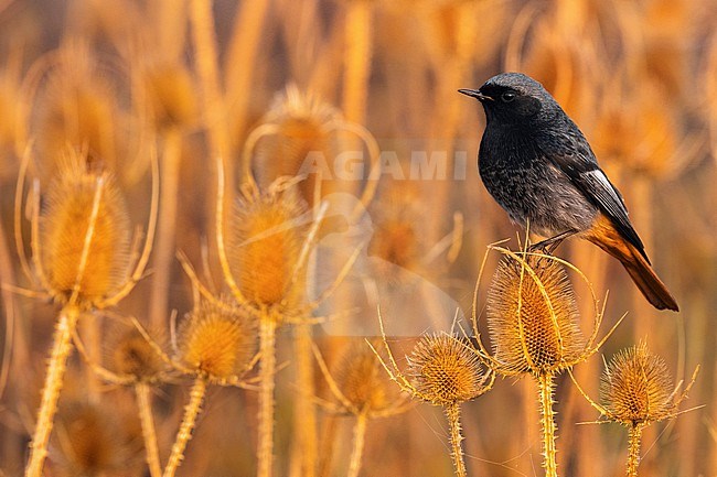 Male Black Redstart, Phoenicurus ochruros gibraltariensis, in Italy. stock-image by Agami/Daniele Occhiato,
