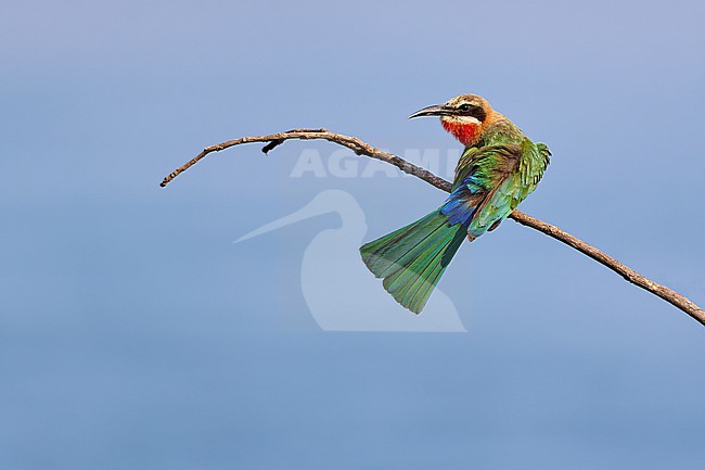 White-fronted Bee-eater (Merops bullockoides) sitting on a small twig and stretching, Zimbabwe stock-image by Agami/Tomas Grim,