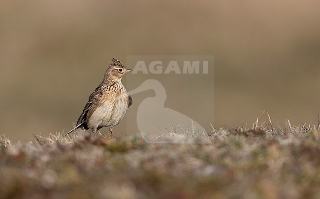 Eurasian Skylark (Alauda arvensis) walking on ground in a meadow in Zealand, Denmark stock-image by Agami/Helge Sorensen,