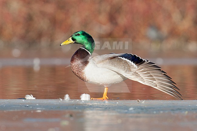 Mannetje Wilde Eend op het ijs; Male Mallard standing on ice stock-image by Agami/Arnold Meijer,
