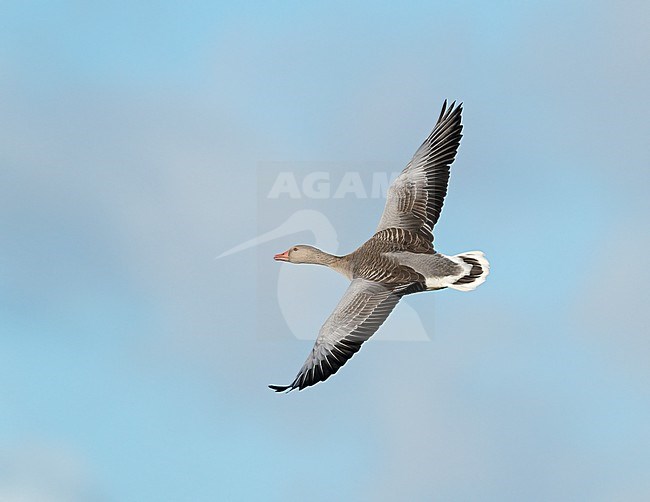 Flying, migrating Greylag Goose (Anser anser) in blue sky showing upperside stock-image by Agami/Ran Schols,