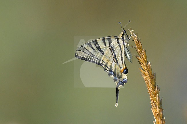 Scarce Swallowtail (Iphiclides podalirius) standing on a corn stalk, with the vegetation as background. stock-image by Agami/Sylvain Reyt,