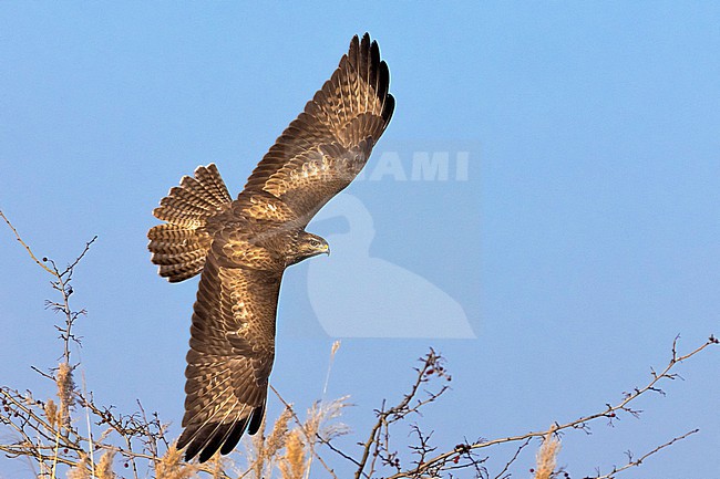 Common Buzzard, Buteo buteo buteo, in Italy. stock-image by Agami/Daniele Occhiato,