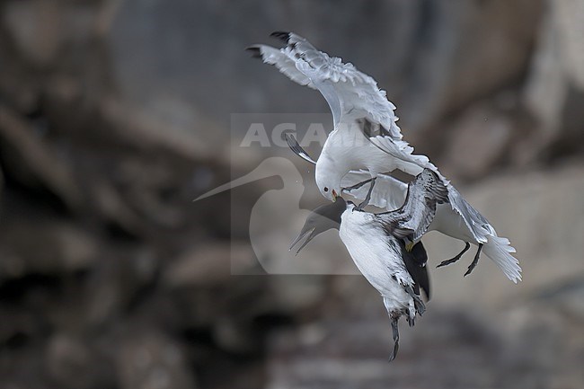 Common Murre (Uria aalge) harassed by two Kiitiwakes in arctic Norway stock-image by Agami/Kari Eischer,