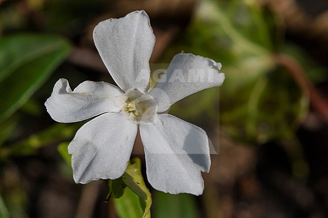 Flowers of a Lesser Periwinkle stock-image by Agami/Wil Leurs,