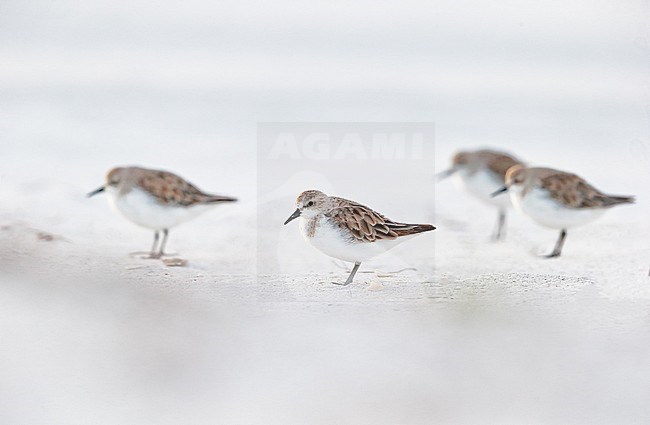 Red-necked Stint (Calidris ruficollis) wintering in Australia stock-image by Agami/Georgina Steytler,