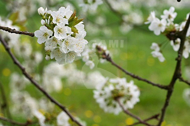 Fruitbomen in de Betuwe; Orchards in the Betuwe stock-image by Agami/Marc Guyt,