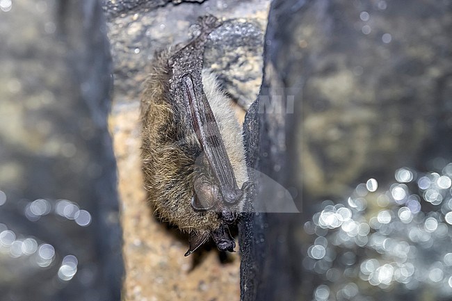 Brandt's bat (Myotis brandtii) in a fissure of a tunnel near Nismes, Namur, Belgium. stock-image by Agami/Vincent Legrand,