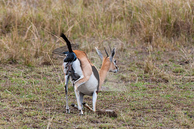 A Thomson's gazelle, Gazella thomsonii, giving birth. Masai Mara National Reserve, Kenya. stock-image by Agami/Sergio Pitamitz,