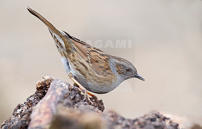 Dunnock, Heggenmus stock-image by Agami/Alain Ghignone,
