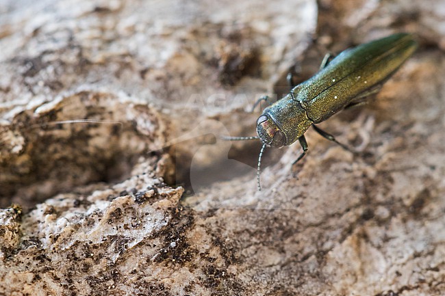 Agrilus sulcicollis - Blaugrüner Eichenprachtkäfer, Germany (Baden-Württemberg), imago, female stock-image by Agami/Ralph Martin,