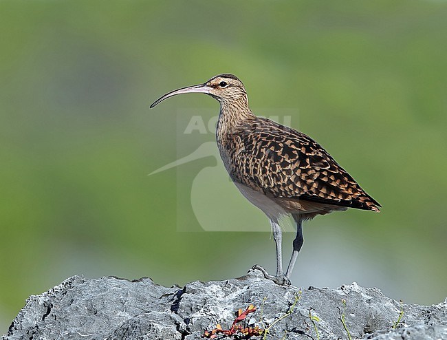 Bristle-thighed Curlew (Numenius tahitiensis) at Tekokota - Tuamotu archipelago - French Polynesia. stock-image by Agami/Aurélien Audevard,