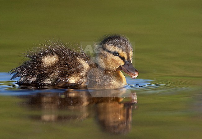 Duckling Mallard (Anas platyrhynchos) in the Netherlands. Swimming in green colored lake. stock-image by Agami/Marc Guyt,
