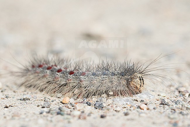 Lymantria dispar - Gypsy moth - Schwammspinner, Kyrgyzstan, caterpillar stock-image by Agami/Ralph Martin,