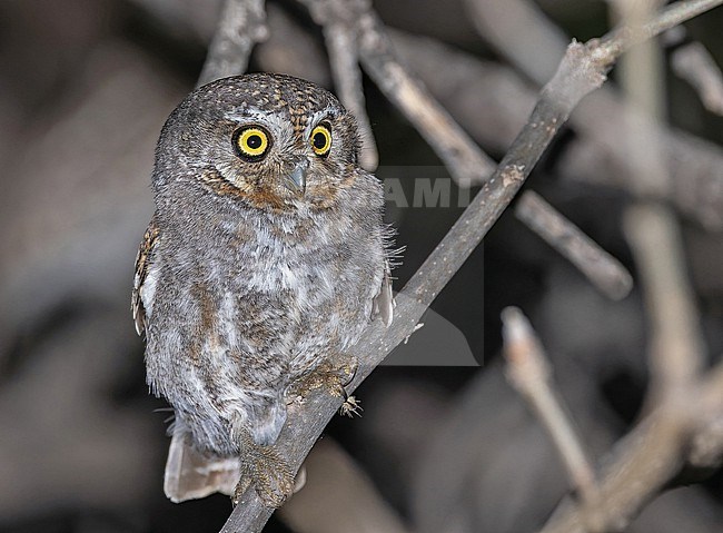 Tiny Elf Owl (Micrathene whitneyi) in Western Mexico. stock-image by Agami/Pete Morris,