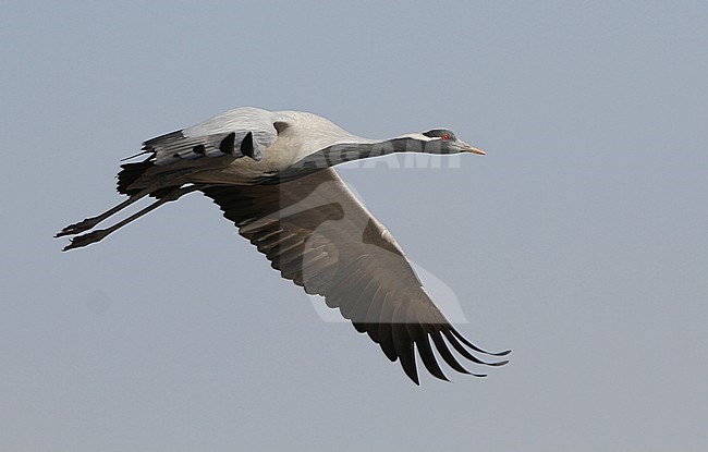 Jufferkraanvogel in vlucht; Demoiselle Crane (Anthropoides virgo) in flight stock-image by Agami/James Eaton,
