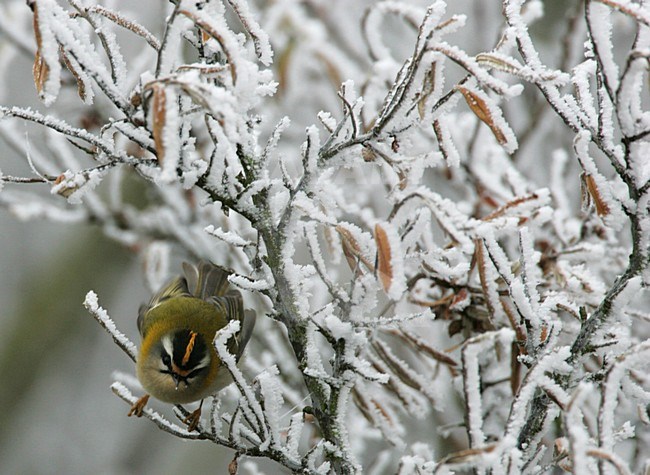 Firecrest perched in scrub covered by hoar-frost Netherlands, Vuurgoudhaan zittend in met rijp bedekte stuik Nederland stock-image by Agami/Menno van Duijn,