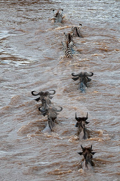 Migrating wildebeests, Connochaetes taurinus, and plains zebras, Equus quagga, crossing the Mara River. Mara River, Masai Mara National Reserve, Kenya. stock-image by Agami/Sergio Pitamitz,