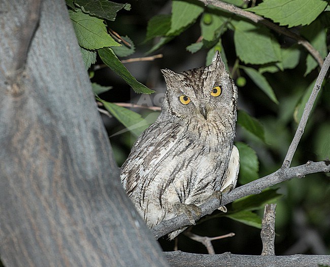 Pallid scops owl (Otus brucei) in Iran. stock-image by Agami/Pete Morris,