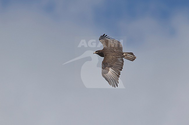 adult steppe eagle (Aquila nipalensis) in the blue sky above Sanetti Plateau at Bale Mountains in Ethiopia stock-image by Agami/Mathias Putze,