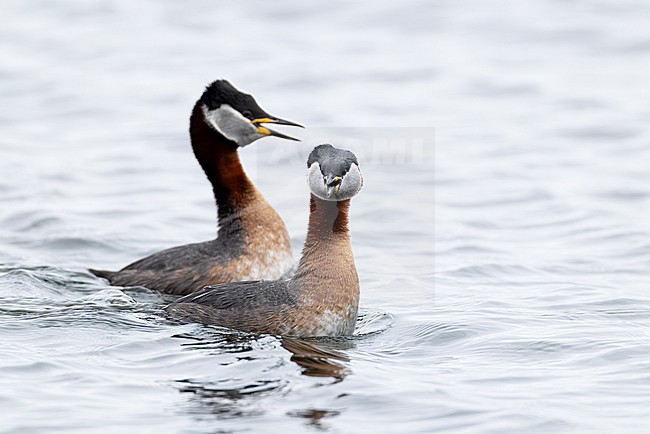 A couple of red-necked grebes (Podiceps grisegena) is displaying on Sulsdorfer Wieck at Fehmarn, an island at the german Baltic Sea stock-image by Agami/Mathias Putze,